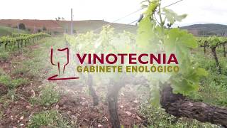 VINOTECNIA LABORATORIO ENOLOGICO [upl. by Eilyw]