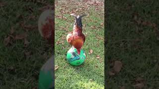 Roosters Surprising Ball Playing Skills EXPOSED [upl. by Mcafee]