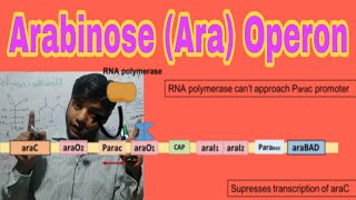 Arabinose Ara Operon [upl. by Araes]