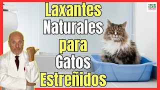 🔴 LAXANTES NATURALES PARA EL ESTREÑIMIENTO EN GATOS 🔴 [upl. by Avihs]