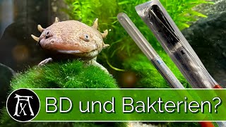 Axolotl BD Abstrich und Bakterien Abstrich Wie du die Tests kaufst durchführst und einsendest [upl. by Afrika]