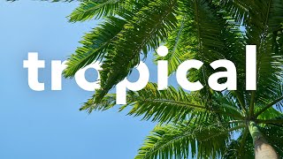 No Copyright Background Music Instrumental Tropical Free Catchy Travel Vlog  Promisse by walen [upl. by Mylander]