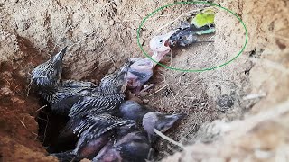 Hungry Immature baby Grabs Helicopter fly  entrance Asian bee eater feeding [upl. by Aristotle]