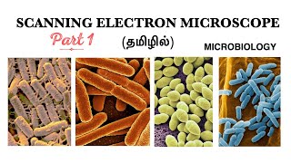 Scanning Electron Microscope SEMPart  I  History Working principle and its components  Tamil [upl. by Anerom]