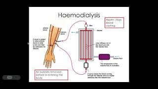 512 Excretion e The effects of kidney failure and its potential treatments [upl. by Dag]