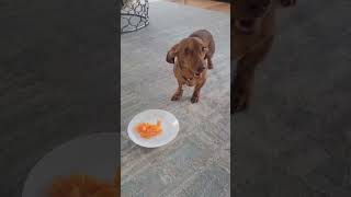 Freedom Wieners Rocky loves bell peppers puppy jamnik dachshund wiener cute pets [upl. by Sigfrid]