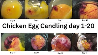 Chicken Egg Candling day 1  21  Chicken Egg Development Chicken Egg Embryo 1  21 day [upl. by Atikel]