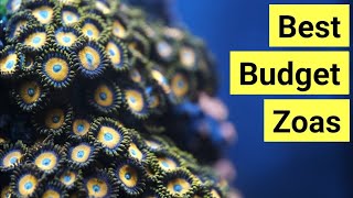 Top 7 Affordable Zoas [upl. by Vi502]