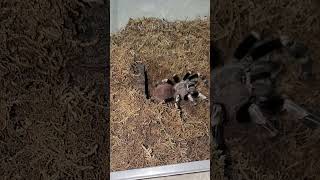 Brazilian Red amp White Tarantula Nhandu Chromatus Pounces shorts tarantula short spider [upl. by Irual297]