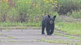 Bear on the loose in Ladysmith WI July 29th 2024 [upl. by Aniger458]