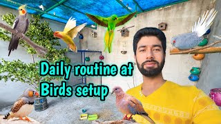 Daily routine at birds setup  birds k sath kitna time spend krta hn  QnA [upl. by Tiloine387]