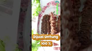 Untung 100 ‼️ Sate Usus Ayam jajanan cateringrumahan makanan aate sateusus [upl. by Athelstan]