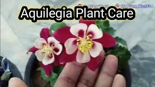 Aquilegia plant careColumbine flower plant care [upl. by Nnyltiac713]