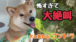 【犬とおでかけ】山頂のドッグランへ！犬とゴンドラ！ 獅子吼高原 [upl. by Burleigh]