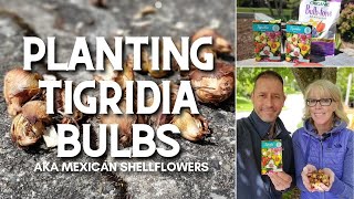 🌿 Planting Tigridia Bulbs  Mexican Shellflower 🌿 [upl. by Tippets]