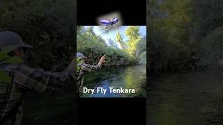 Tenkara Fly Fishing Full Video Above tenkara dryflyfishing [upl. by Mcilroy]