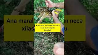 ANA MARAL BALASI ÜÇÜN YOLDA YARDIM İSTƏDİ animals deer олень ь [upl. by Hintze125]