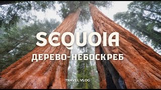 Где отдохнуть в Калифорнии парк больших деревьев Calaveras Big Trees Park [upl. by Saraann]