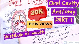 ORAL CAVITY ANATOMY  VESTIBULE OF MOUTH [upl. by Shanley]