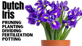 Dutch Iris Planting And Care  Complete Guide From Bulbs To Division [upl. by Johst]