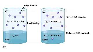 Chapter 17 Respiratory Gas Exchange part 1 [upl. by Ynattib]