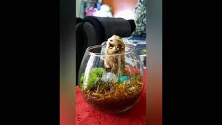 OPEN TERRARIUM DIY DRIFTWOOD SPHAGNUM MOSS MOSS AND SOIL [upl. by Matthei]