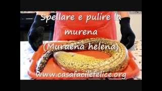 Come spellare e pulire la Murena [upl. by Blas]