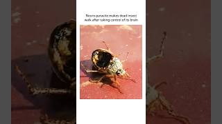 Zombie Insect Controlled By NeuroParasite nature scary [upl. by Islek]