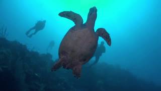 Hawksbill Turtle encounter with Ocean Frontiers dive shop [upl. by Deeanne]