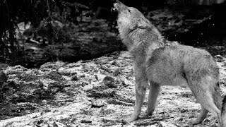 Ululato lupo DA BRIVIDI IR Plus 110 gradi  Wild Wolf Howling Canis lupus italicus [upl. by Seravart]