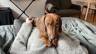 Mini dachshund wont get out of bed [upl. by Melisent645]