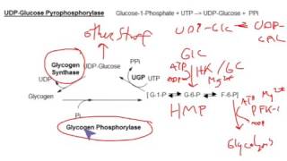 CHEM 407  Glycogen Metabolism  UDPGlucose Pyrophosphorylase [upl. by Zilla127]