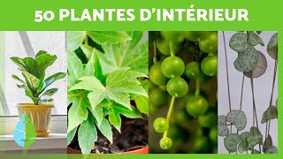 50 PLANTES DINTÉRIEUR faciles à entretenir 🌵🌼 Photos Noms et Soins [upl. by Kirsch753]