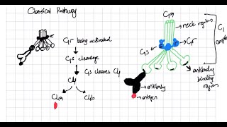 Complement System Classical Lectin and Alternative Pathway Explained complementsystem [upl. by Lilhak973]