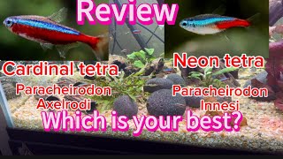 Cardinal tetra vs neon tetra a review cardinaltetra neontetrafish fishtank tropicalfish [upl. by Alletnahs]