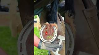 This guy cleaned the horses feet 😍 trending horse shortvideo [upl. by Swigart]