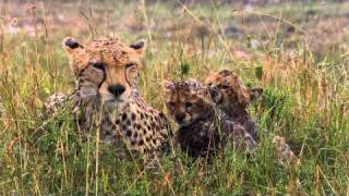 AFRICAN CATS  Trailer 1 [upl. by Damaris]