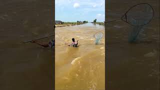 Real Life 100 Net Fishing 3Kg In River At The Countryside Part 584 amazingfishinglife fishing [upl. by Eecart]