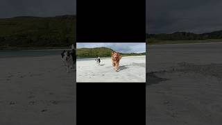 such happy dogs on a white sandy beach [upl. by Eugenius]