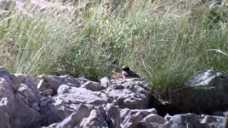 Kurdish Wheatear Nemrut dagi Turkey May 2024 [upl. by Niehaus]