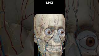 Cabeça e face miologia 4  Movimento  Programa Anatomia 3D Software shorts anatomy biology [upl. by Warrick]