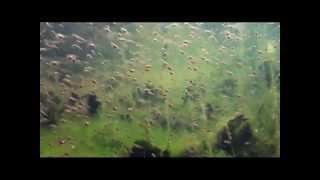 underwater video of largemouth bass nesting and guarding eggs and fry [upl. by Eliezer503]