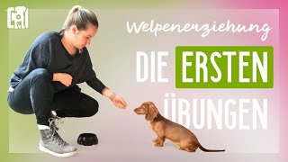 Die ersten Übungen in der Welpenerziehung [upl. by Nnyleve]