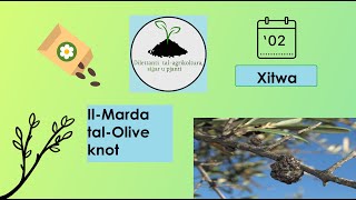 IlMarda tal olive knot [upl. by Dlarej]