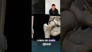 ✅ARTICULACION COXOFEMORALanatomia cadera educacionfisica fisioterapia rehabilitacion [upl. by Zerk]