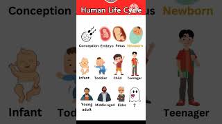 Human Life cycle in English [upl. by Monteith]