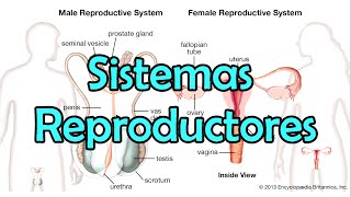 Los Sistemas Reproductores [upl. by Frasquito]