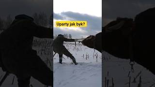 Uparty jak byk [upl. by Annehcu]