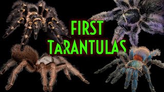 TOP 5 BEST 1st Tarantulas Easiest Pet Tarantula EVER [upl. by Ecidnacal680]