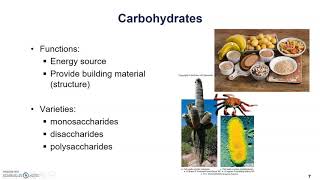 Macromolecules Carbohydrates [upl. by Ollehcram684]